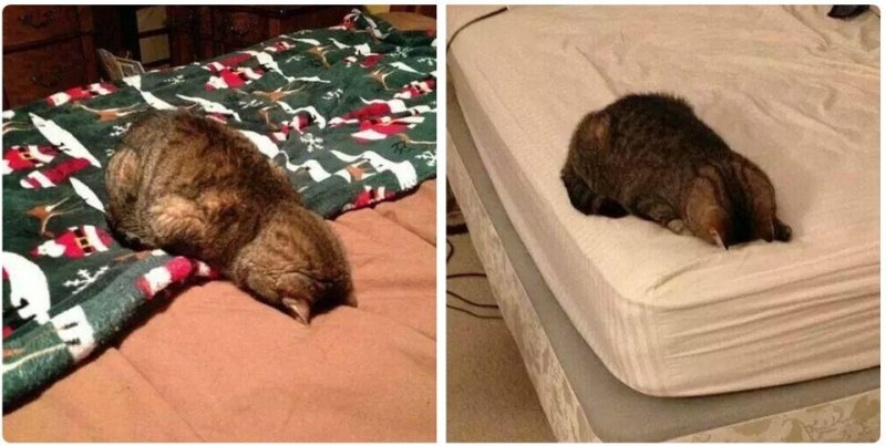 Кот уткнулся в подушку