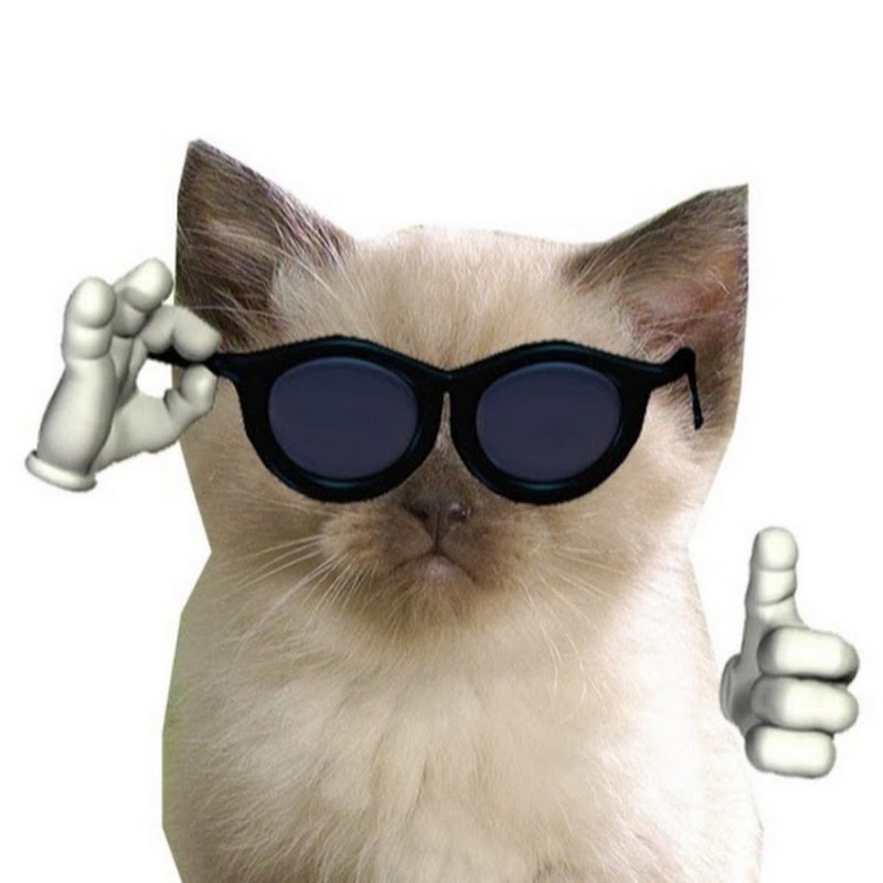 Кот в очках