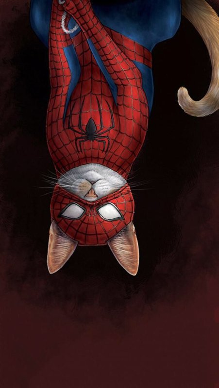 Кот паук Марвел Марвел