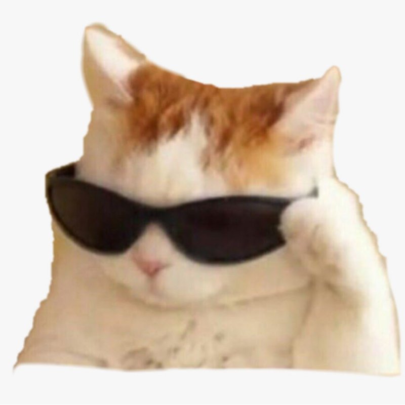 Кот в очках