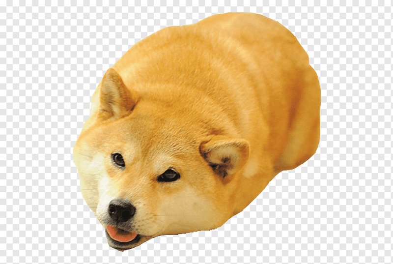 Сиба-ину Догги