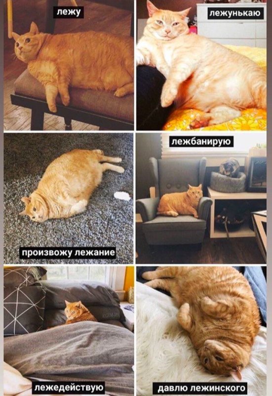 Мои планы на выходные кот