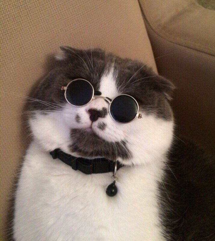 Кот с очками на аву Мем