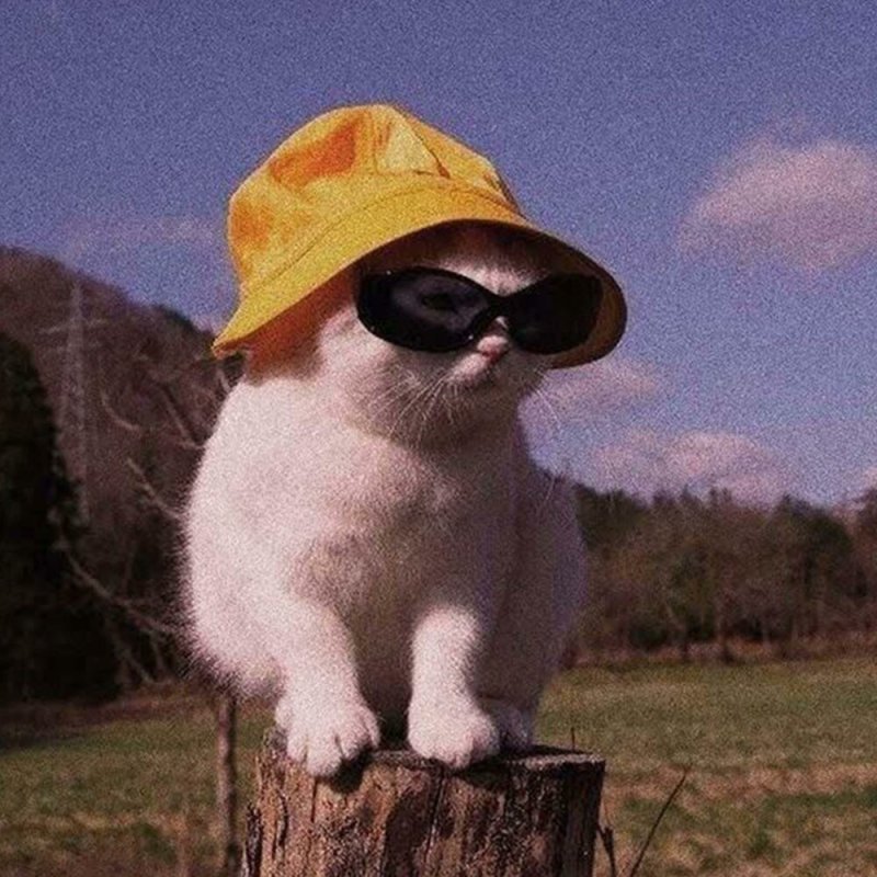 Кот в очках