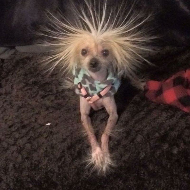 Смешная лохматая собака