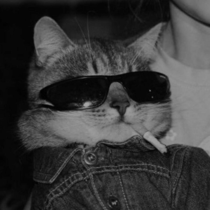 Кот с сигаретой