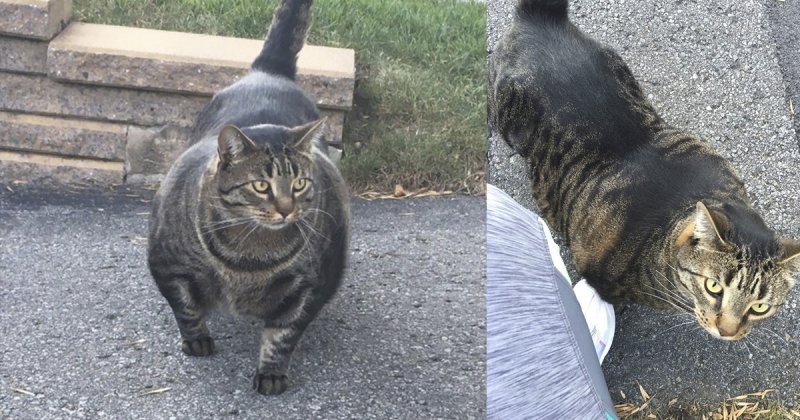 Коты с мышцами