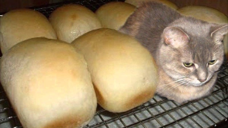 Кот хлеб