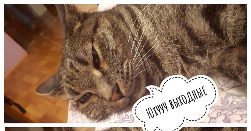 Пятница смешные коты