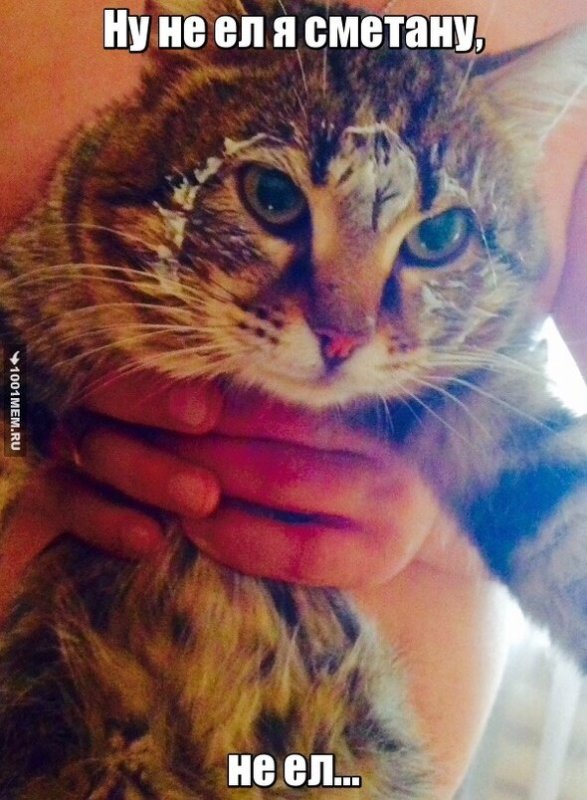 Кот в сметане Мем