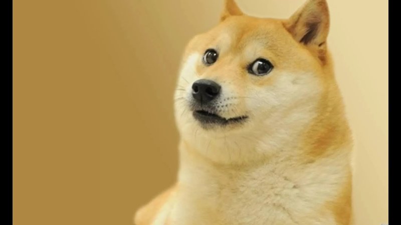 Сиба ину доги Мем