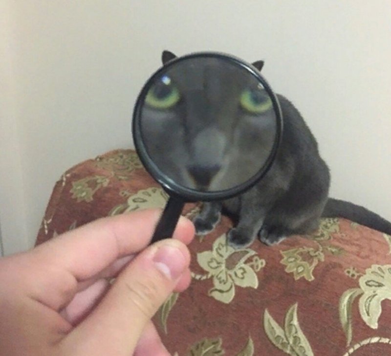 Кот за лупой