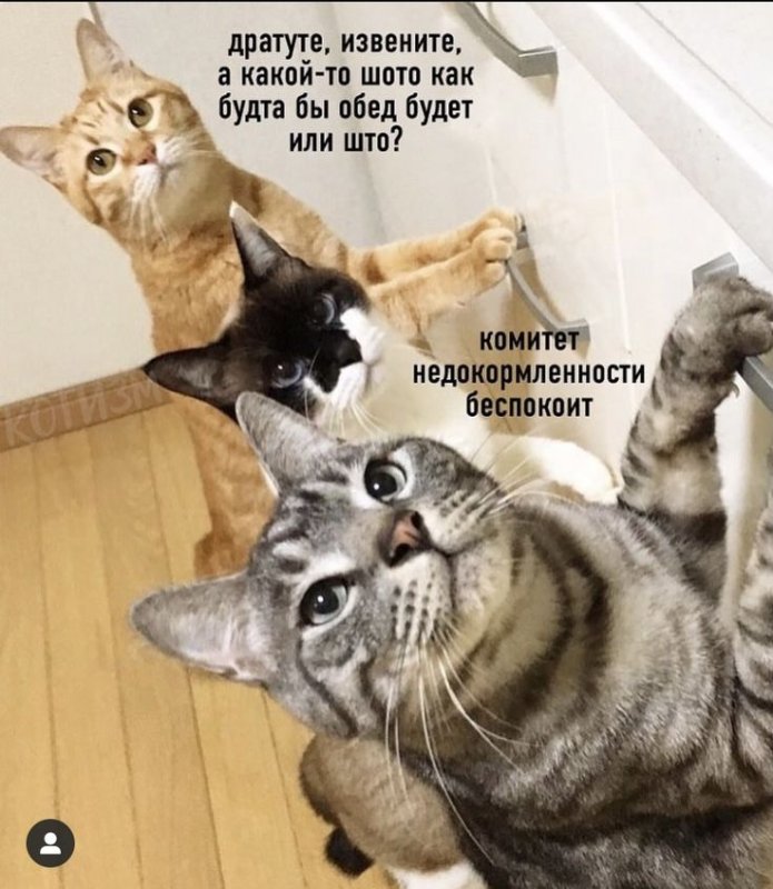 Мемы с котами и надписями