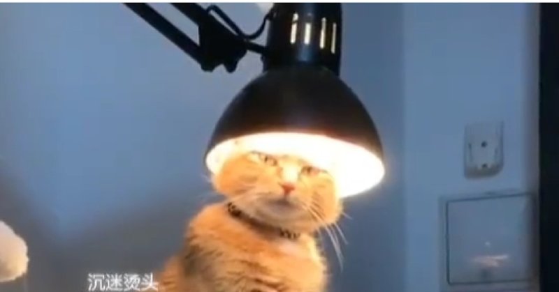 Кот под лампой