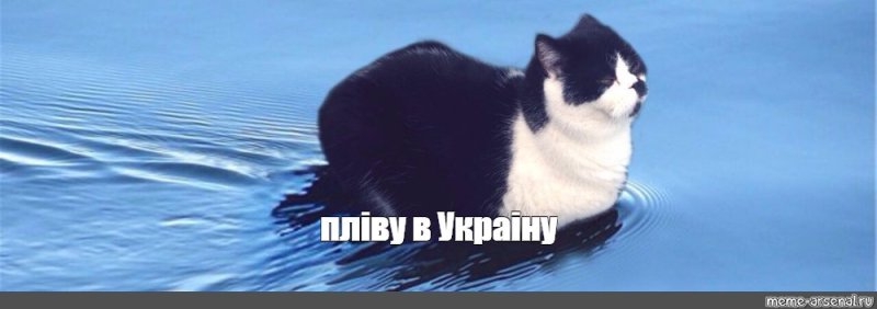 Кот плывет Мем