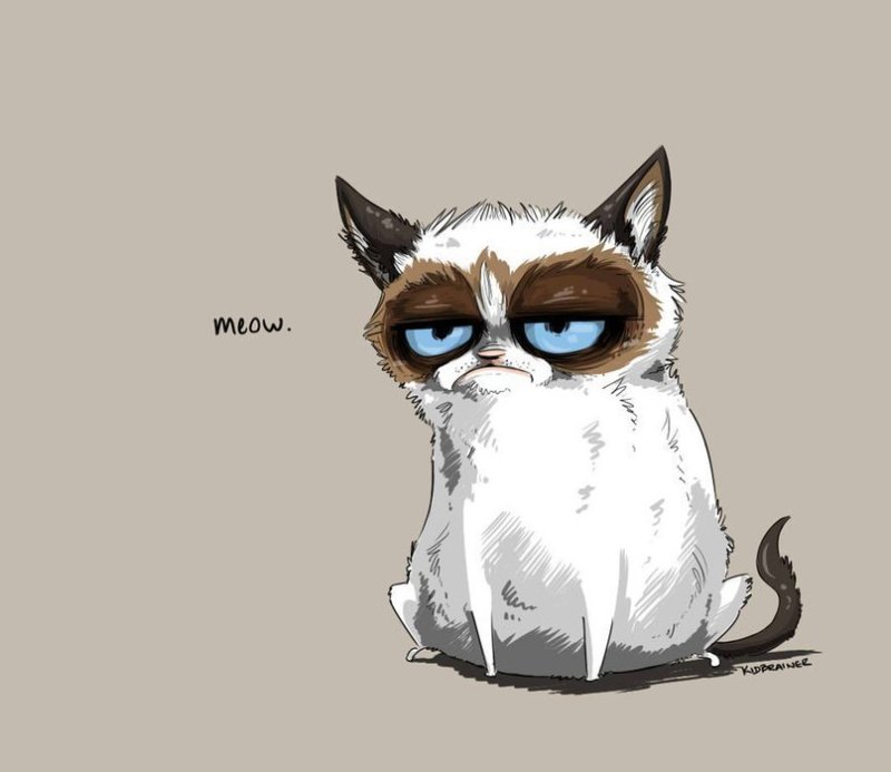 Недовольный кот