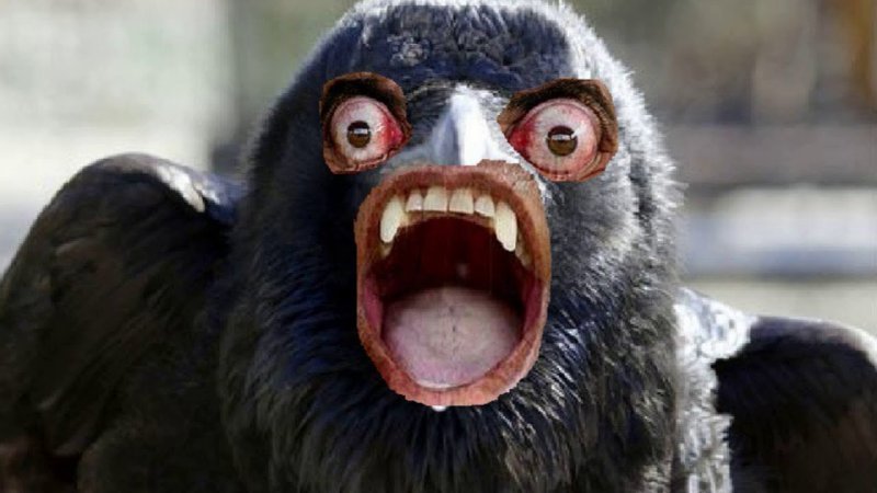 Ворона орет