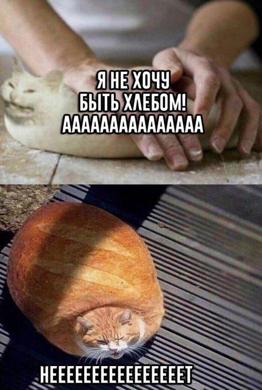 Кот превращается в хлеб