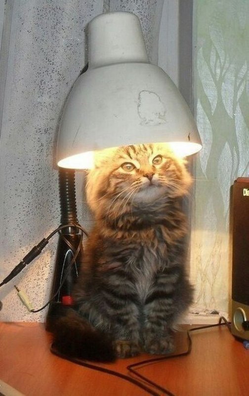 Котик греется