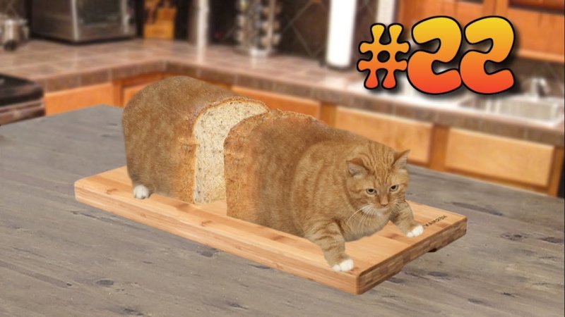 Кот хлеб