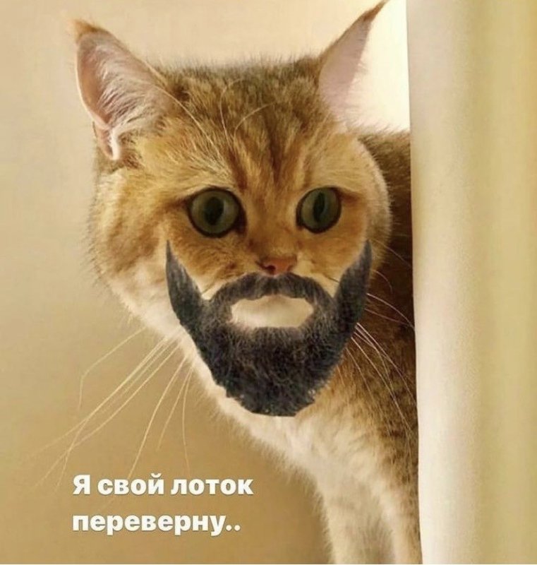 Кот опрокинул лоток