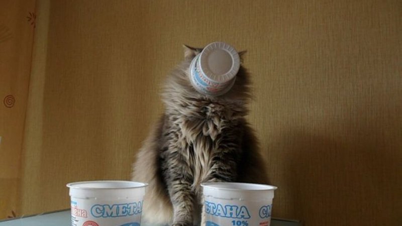 Смешной кот в сметане