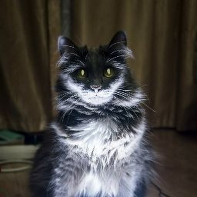 Ламповый кот