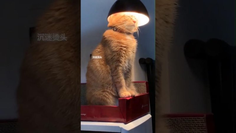 Кошка под лампой