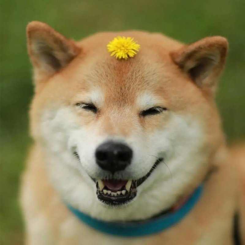 Акита ину собака улыбака