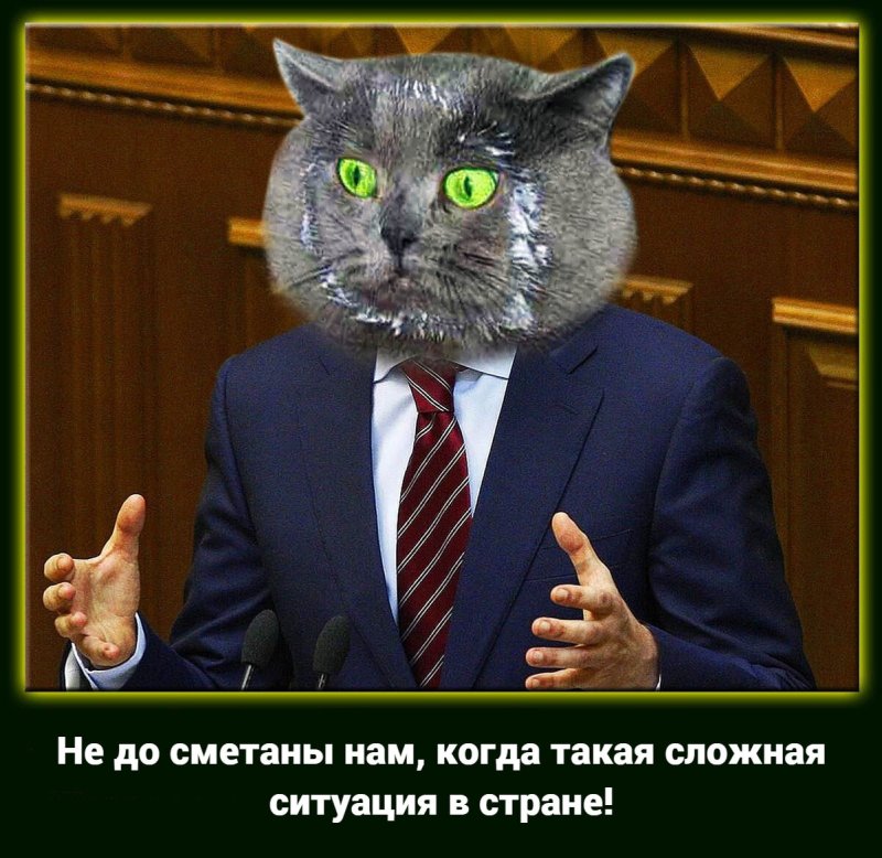 Кот политик