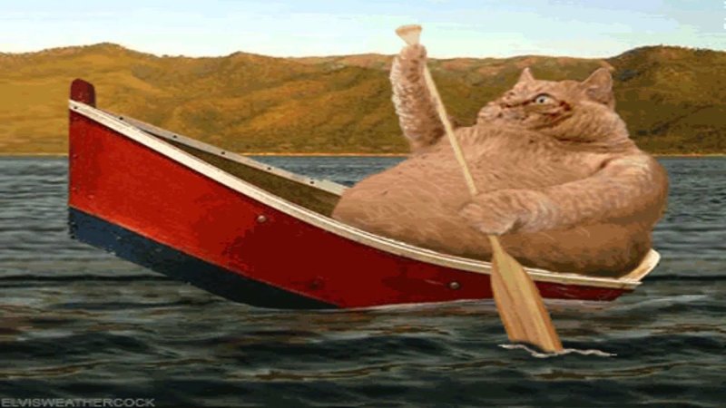 Кот в лодке