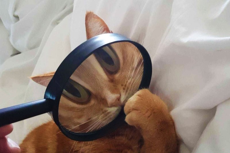 Кот и увеличительное стекло