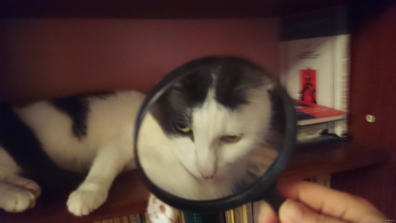 Кот с лупой
