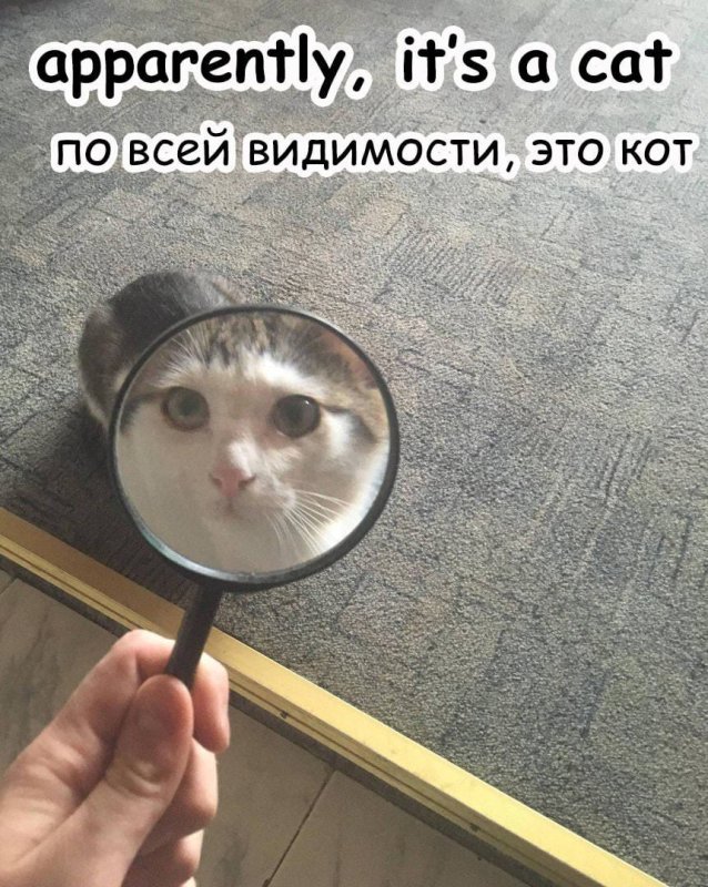 Кот с лупой