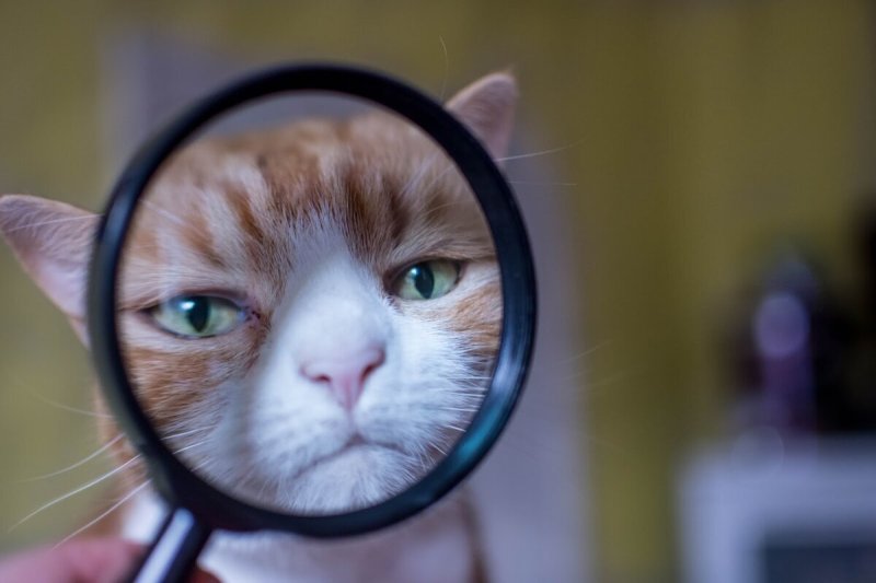 Кот через лупу