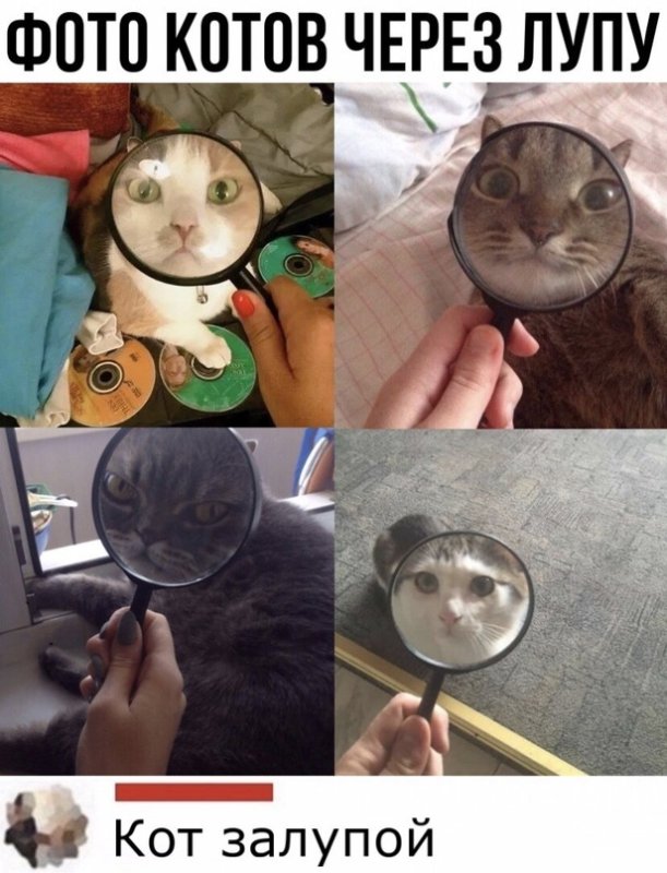 Коты с лупой