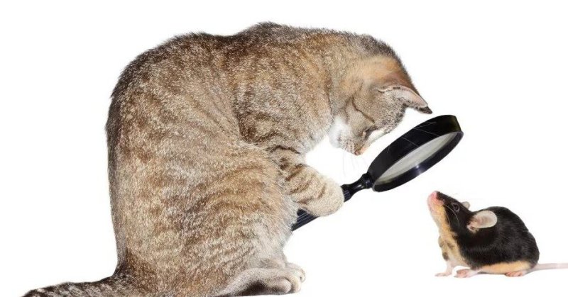 Кот и мышка