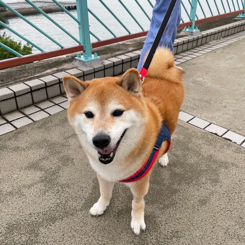 Сиба-ину Догги