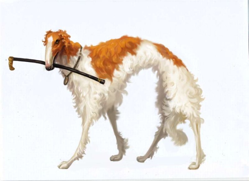 Русская псовая борзая белая