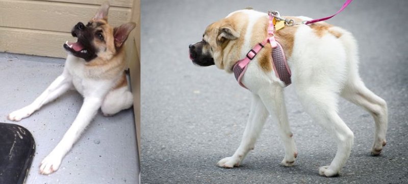 Собака с болезнью позвоночника