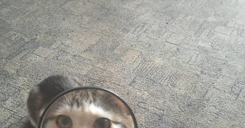 Кисулькин Мем