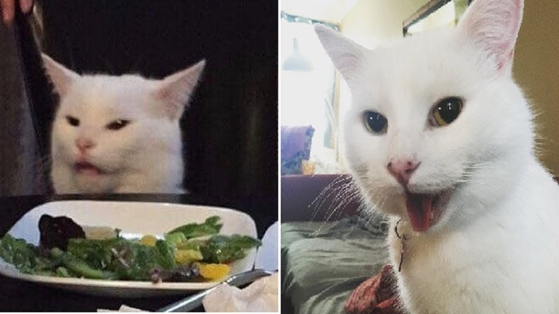 Мем с котом за столом