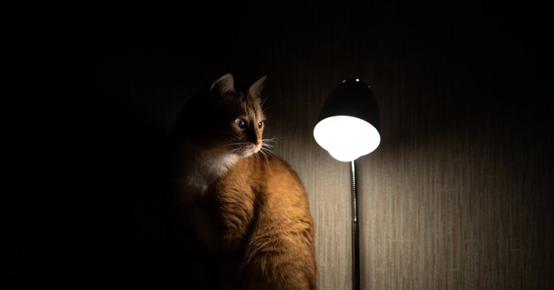 Ламповый кот