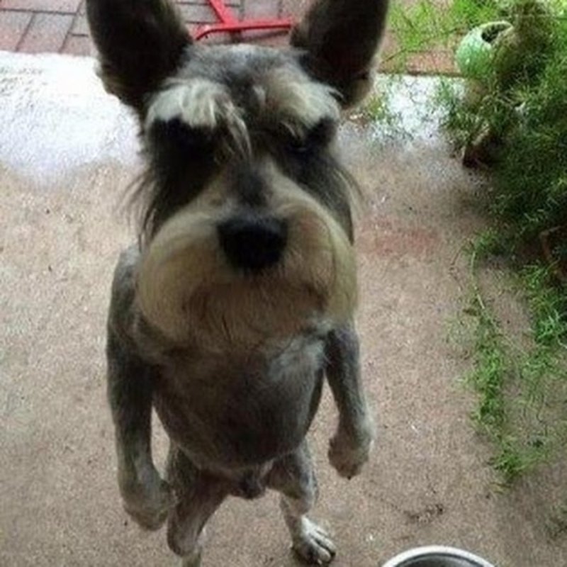 Собака ржака