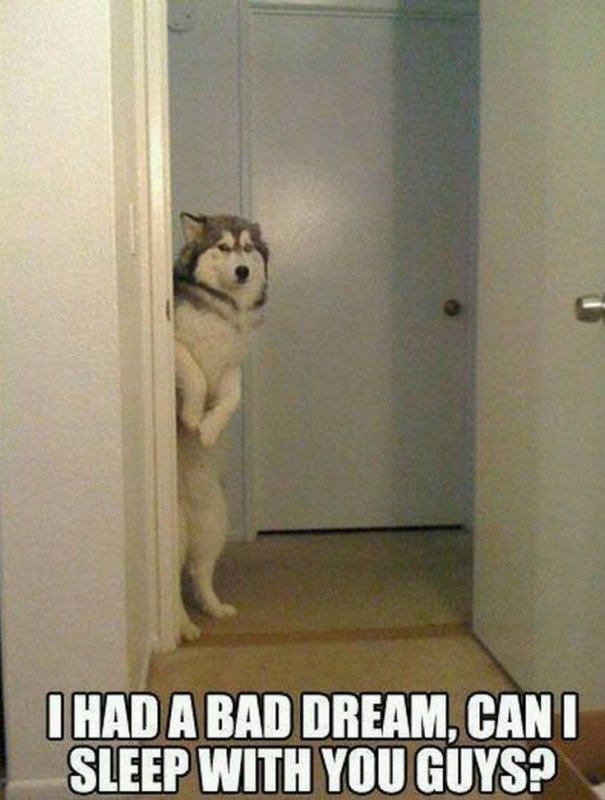 Собака из за угла