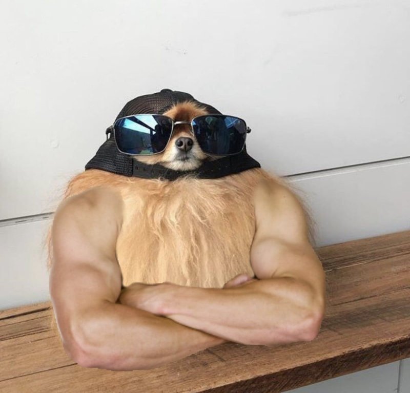 Собака в очках