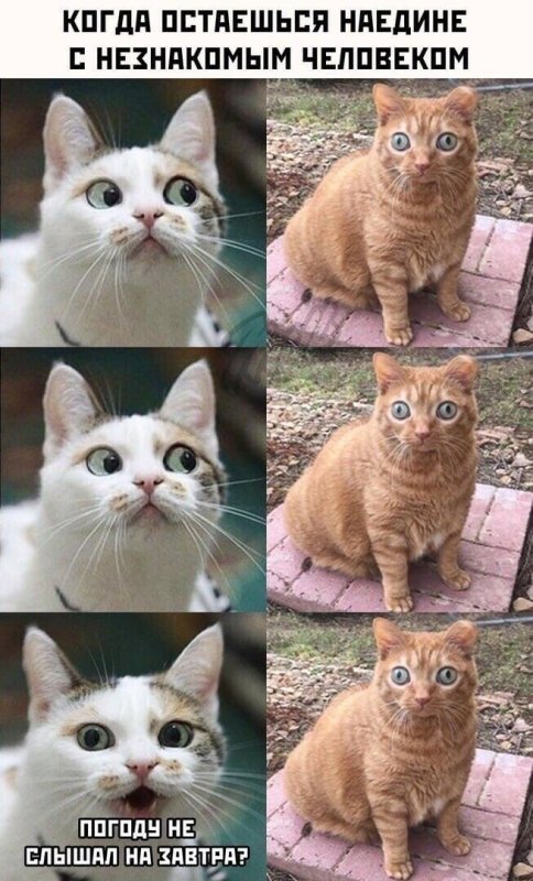 Самые популярные мемы с котами