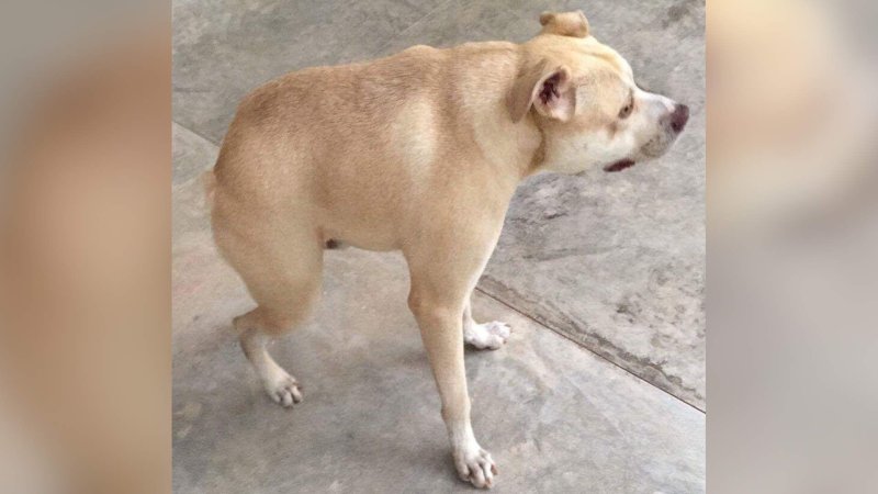 Пес с короткой шеей