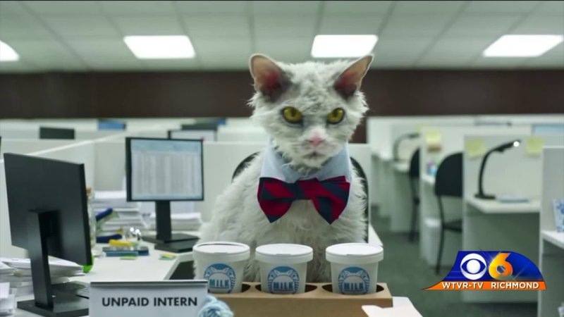 Кот офисный работник