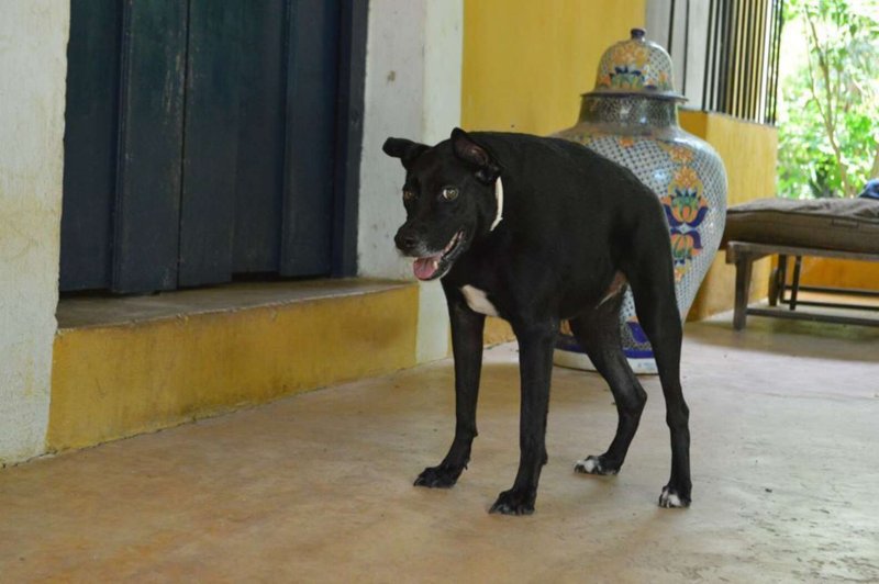 Немецкая овчарка Квазимодо